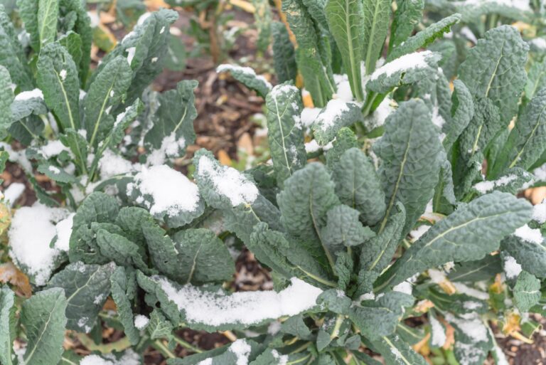 kale in snow