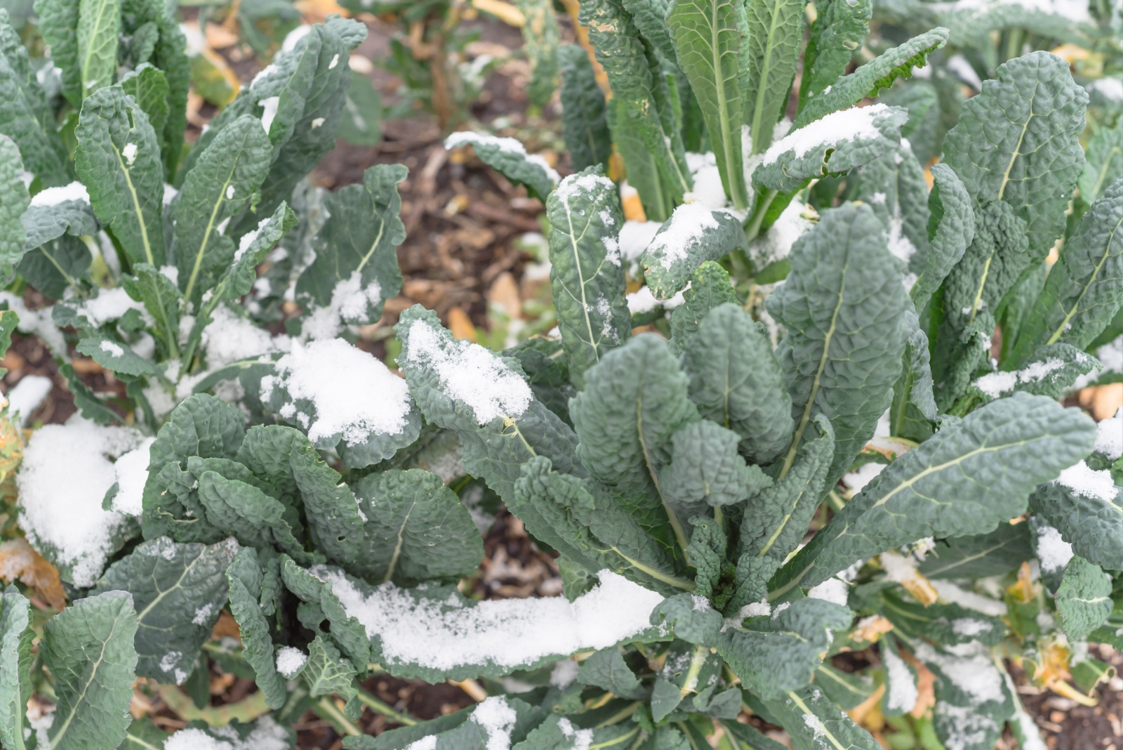 kale in snow