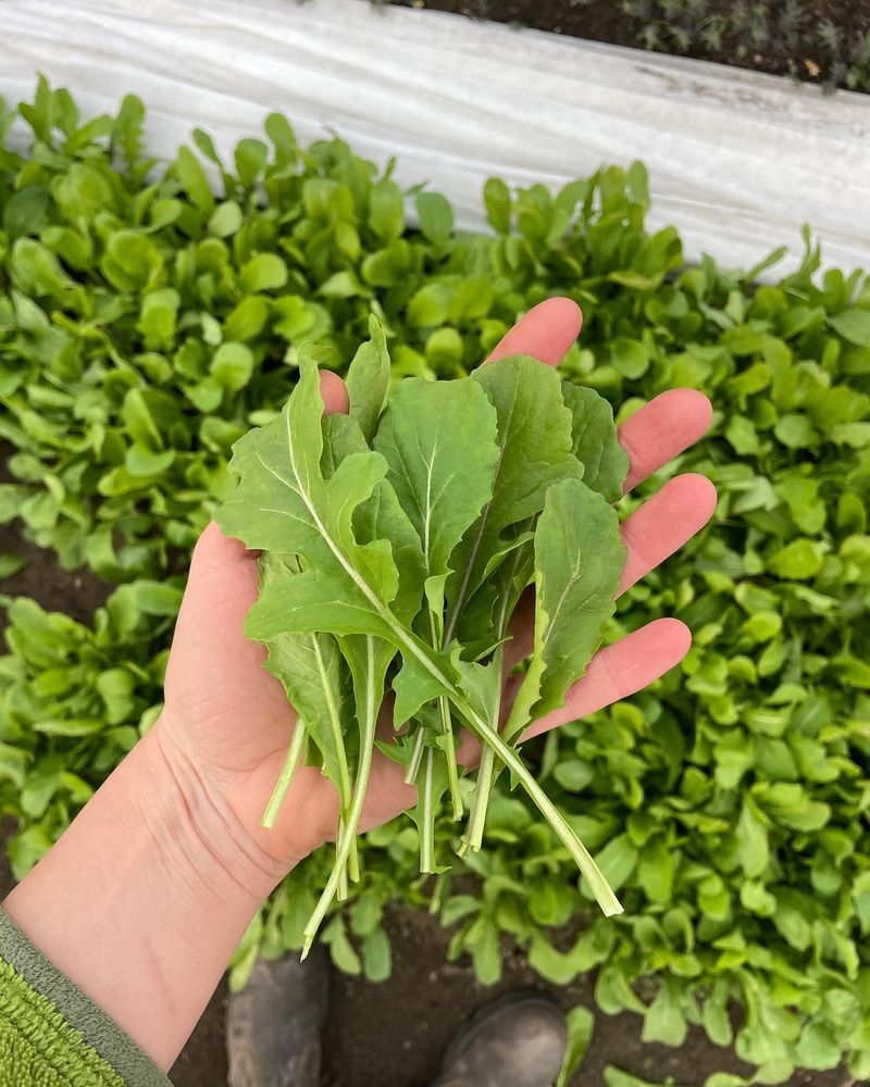 Leafy Greens Grow Quickly In Cool Michigan Conditions
