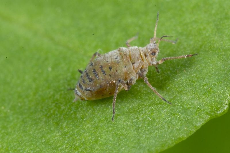 Cabbage Aphid