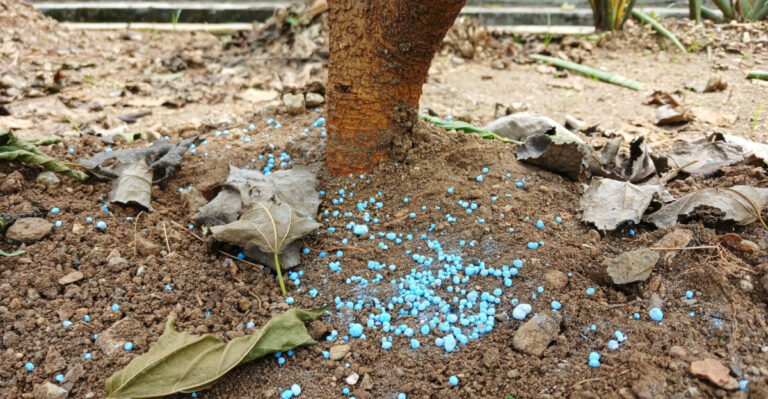 blue fertilizer on the soil