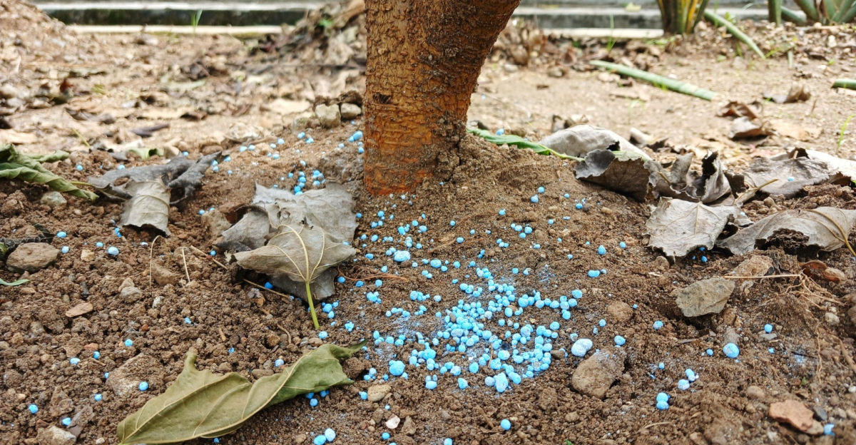 blue fertilizer on the soil