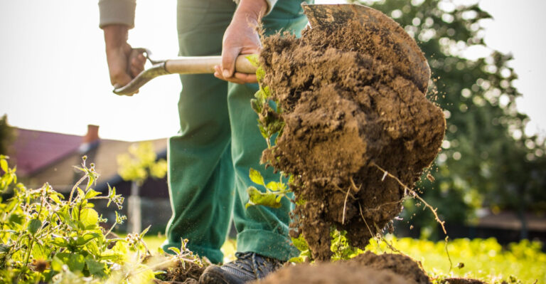gardener turns soil with a spade