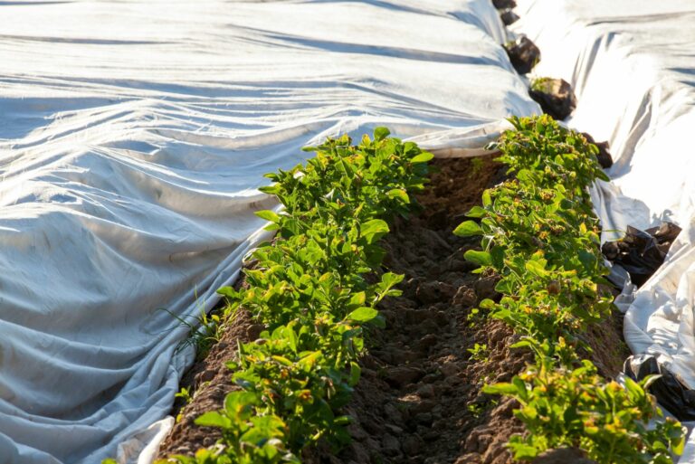 frost cloth on plants