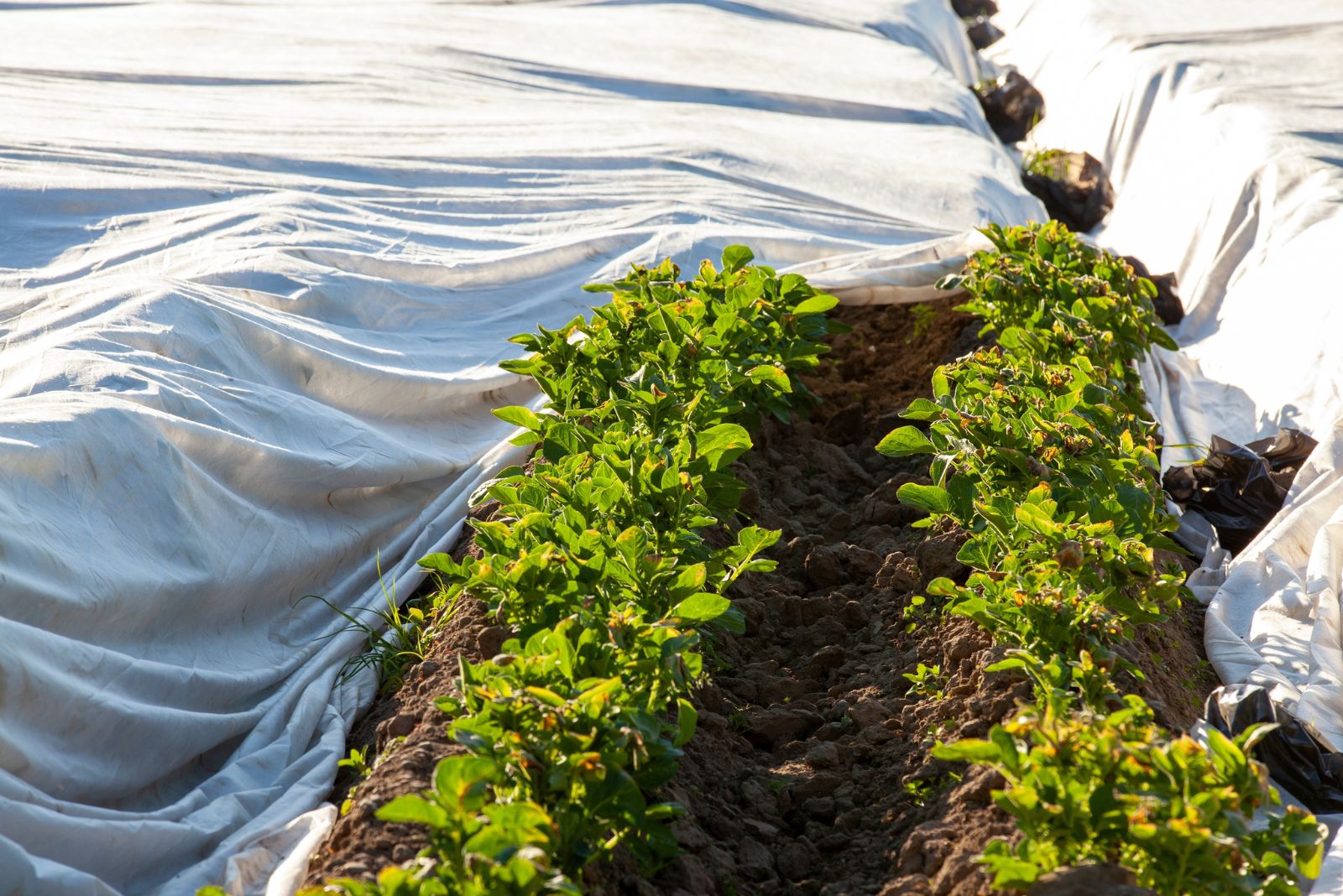 frost cloth on plants