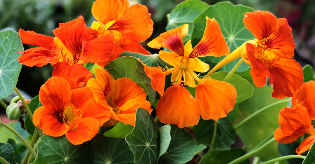 nasturtiums