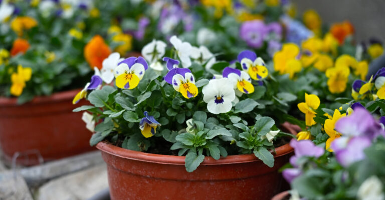 violas (featured image)