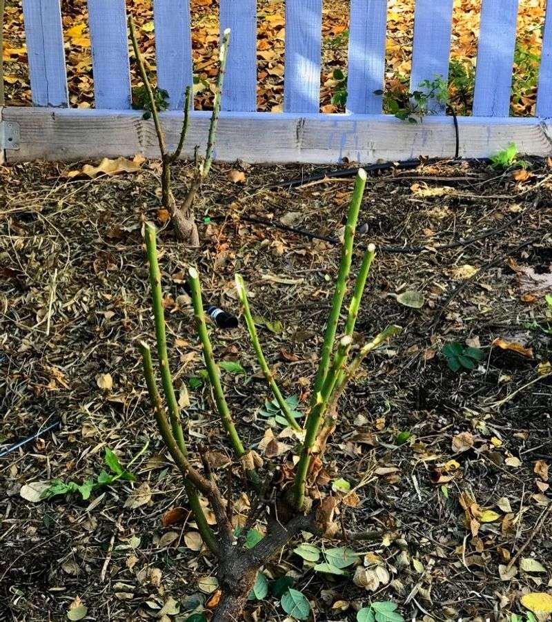 Finish Winter Pruning