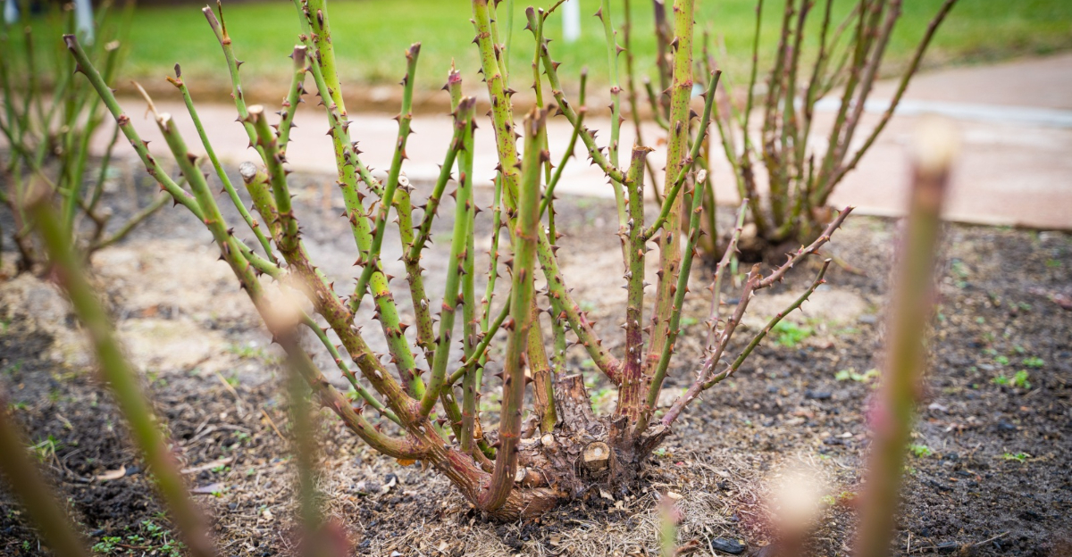 Pruned rose bushes in a country rose garden