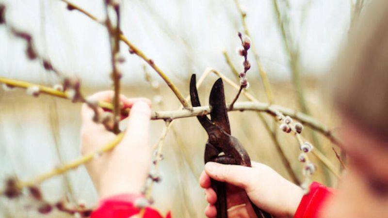 Finish Late-Winter Pruning Before New Growth Begins