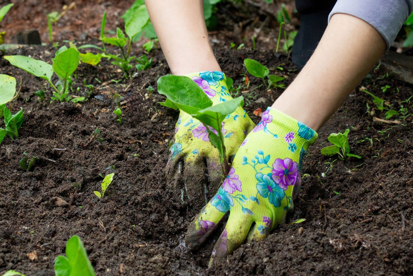 planting eggplant