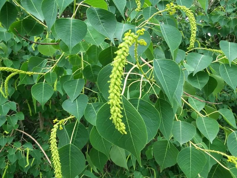 Chinese Tallow Tree (Triadica Sebifera)