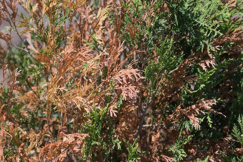 Discolored Or Brown Foliage On Evergreens