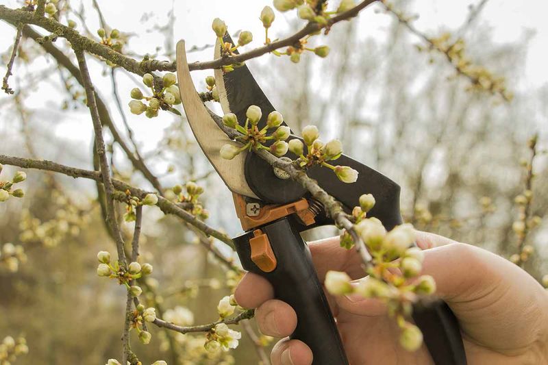 Cutting Spring Bloomers Wipes Out Flower Buds