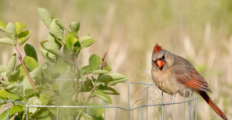 female cardinal perched on a plant cage