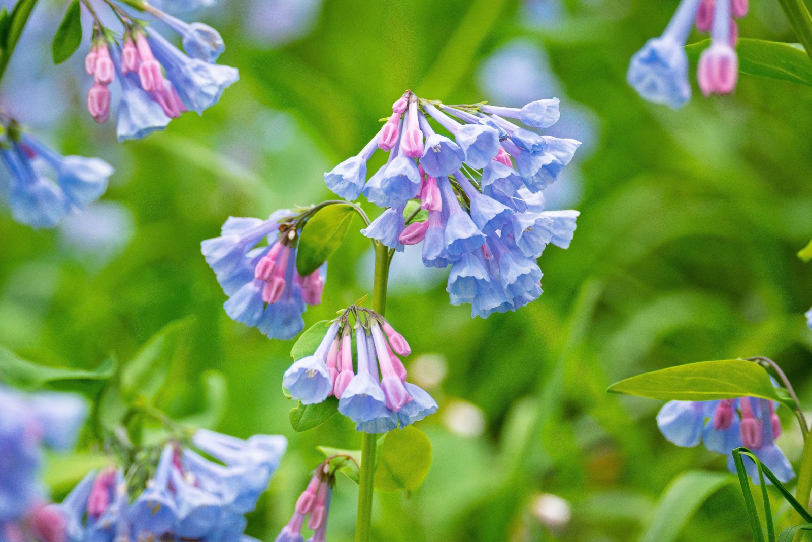 virginia bluebells