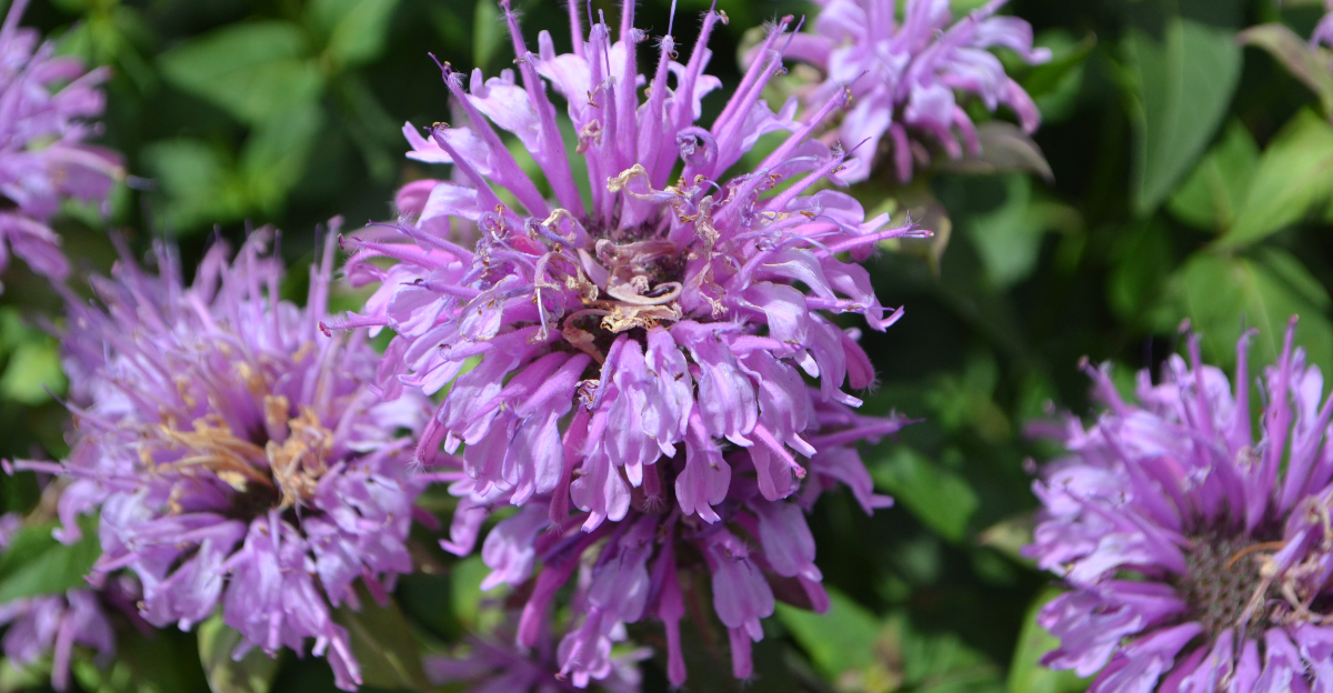 wild bergamot