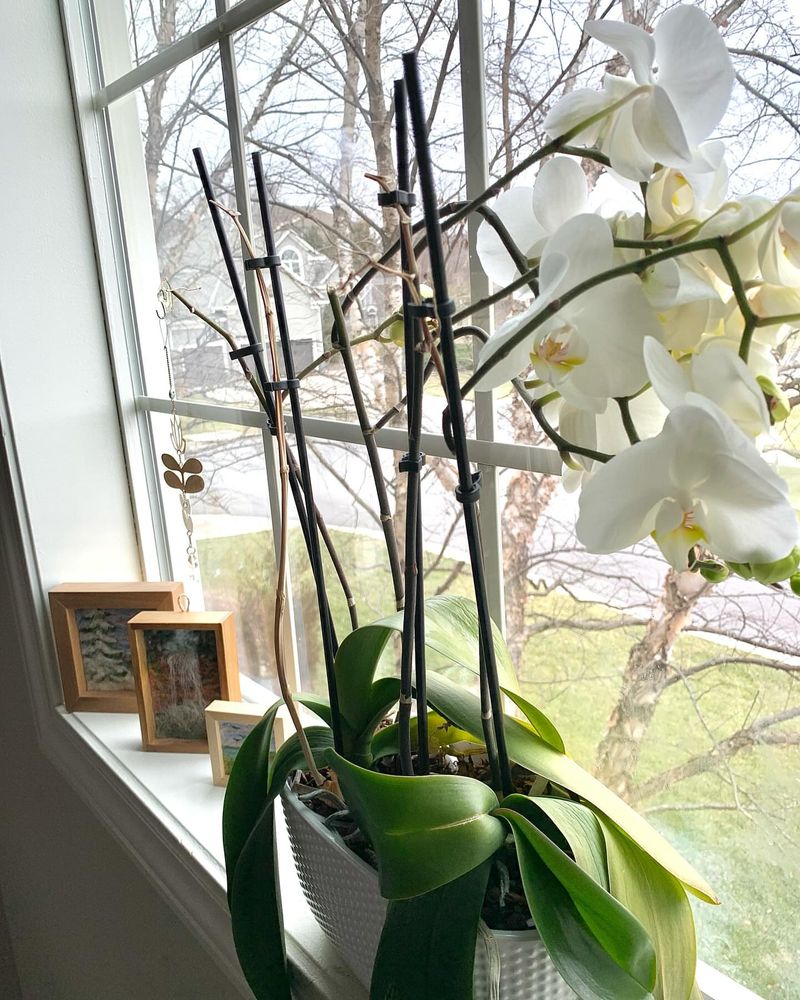 Blast Orchids With Bright Winter Light
