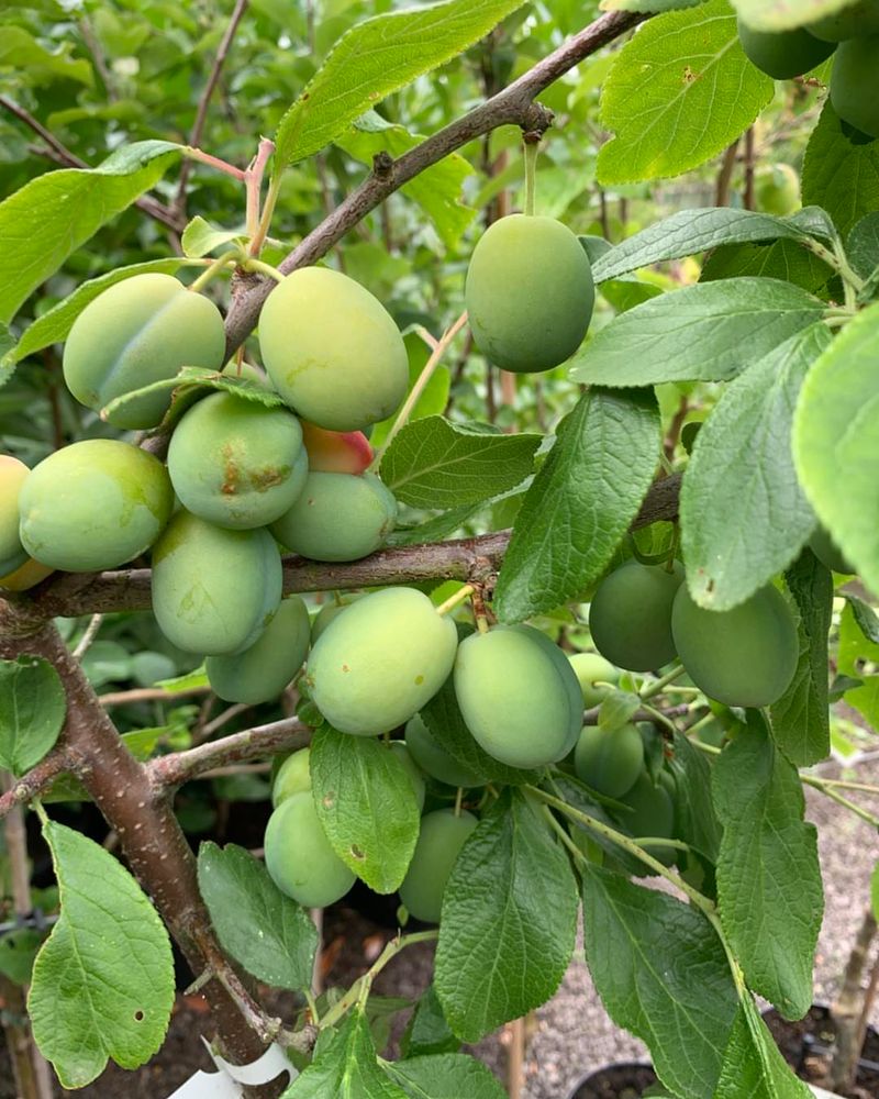Fruit Trees (apple, pear, plum, cherry)