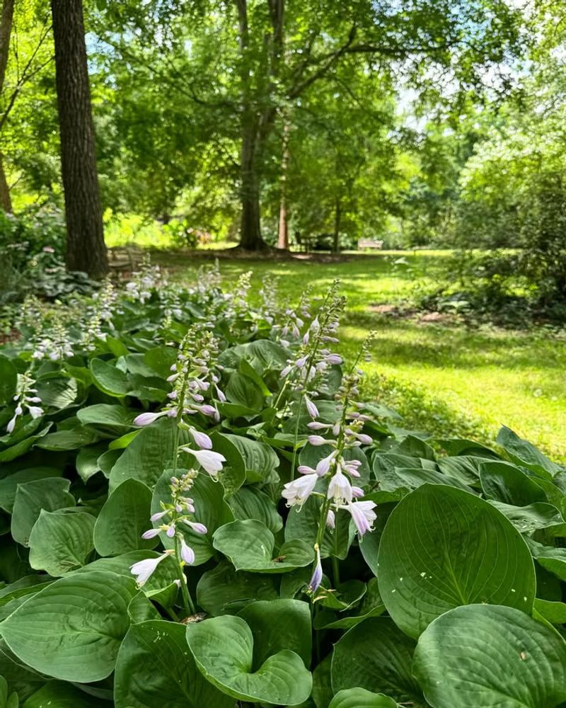 Hosta (Hosta spp.)