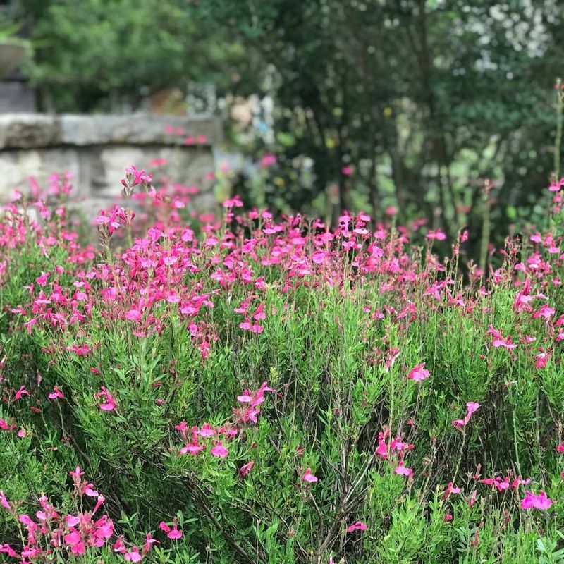 Pink Autumn Sage That Keeps Blooming Through Heat