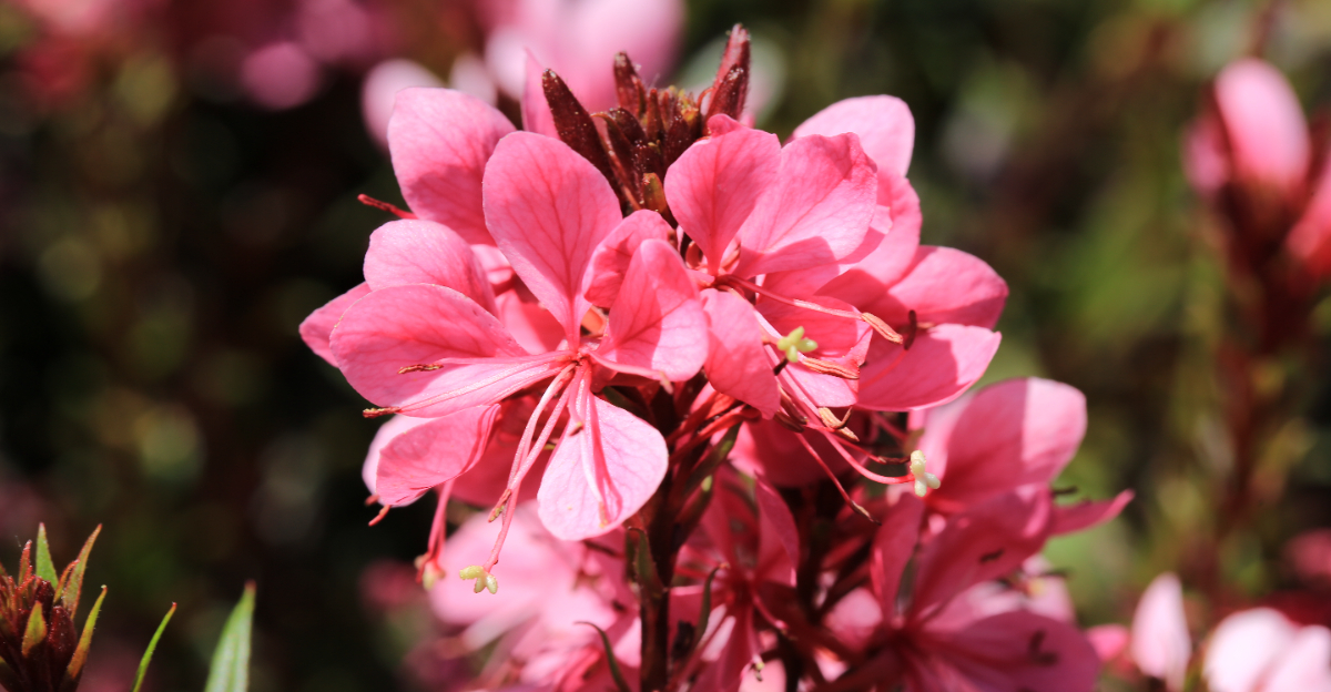 7 Pink Perennials Texas Gardeners Love For Extended Bloom