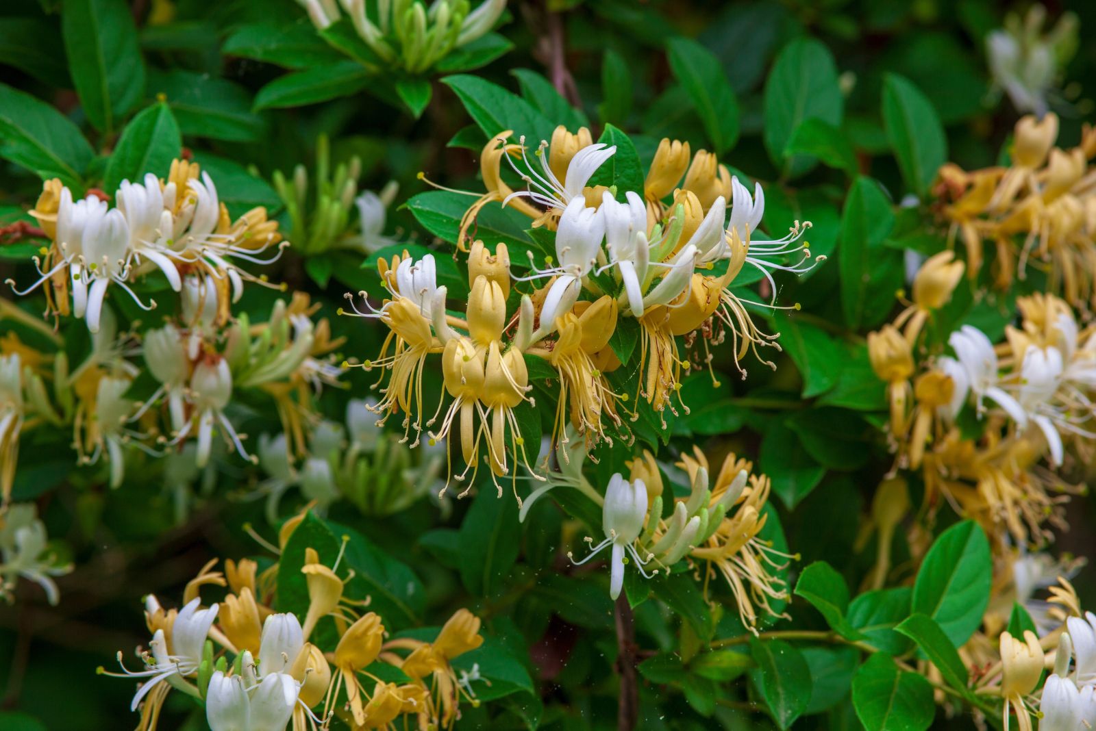 japanese honeysuckle
