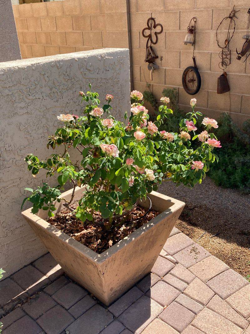 Dormant Growth Makes Roses Ready For Seasonal Pruning