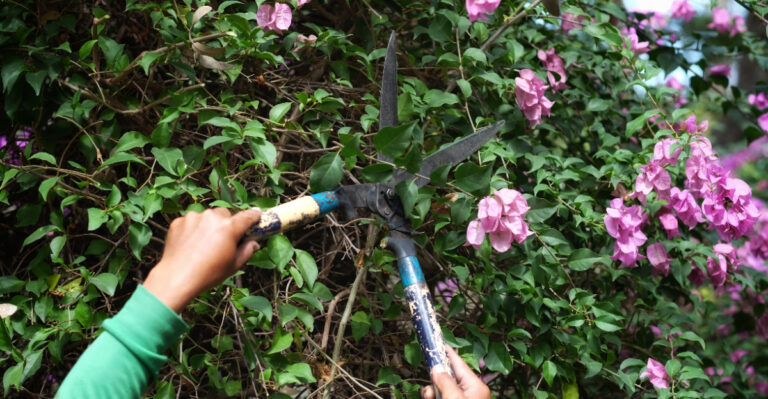 pruning plants (featured image)