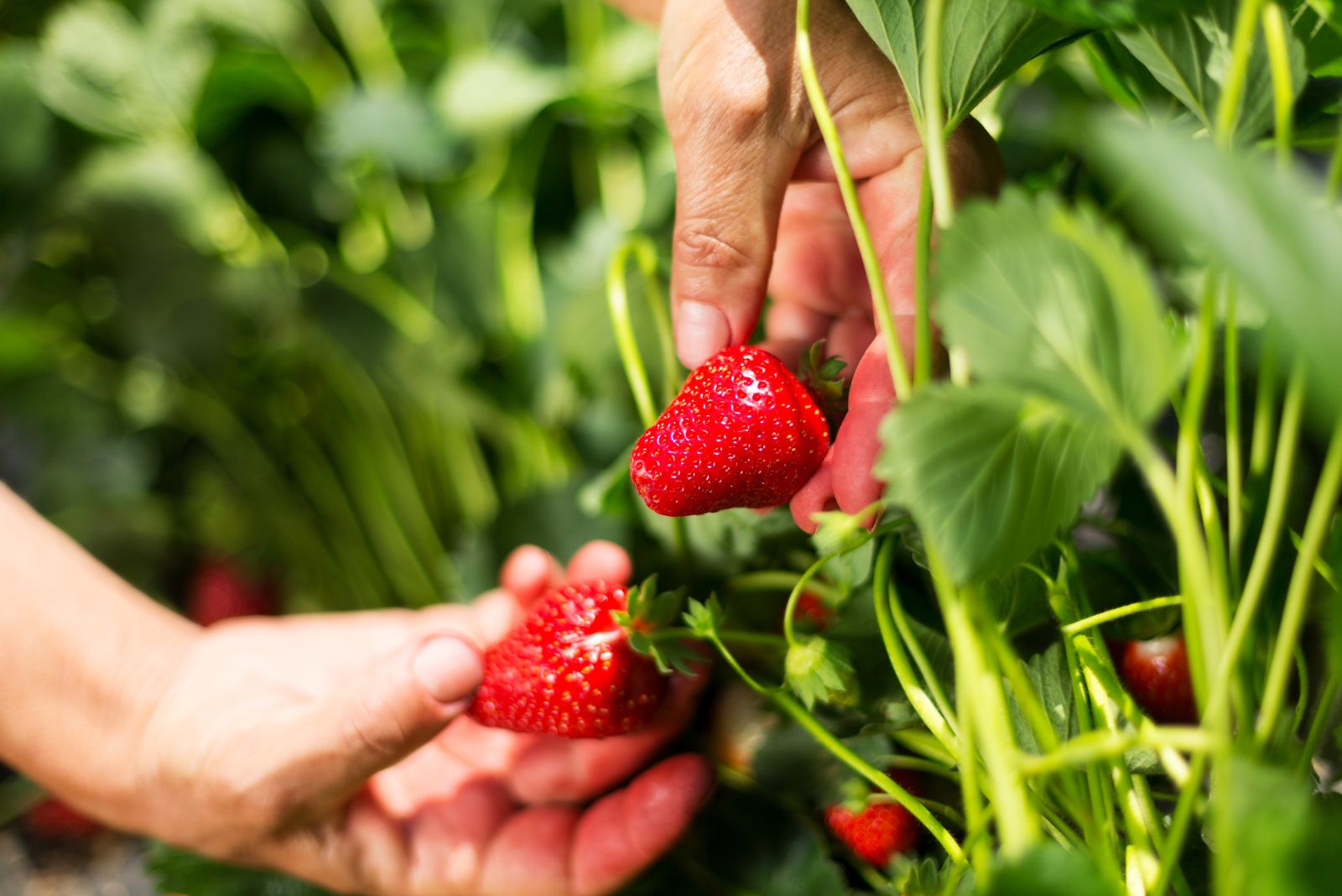 strawberries in garden