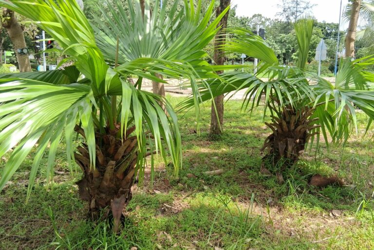 dwarf palmettos