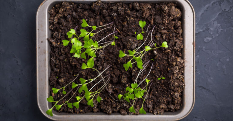 leggy seedlings