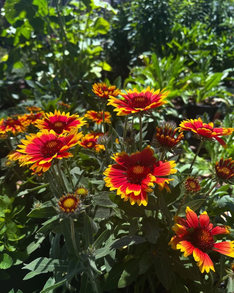 A Perfect Flower For Texas Heat