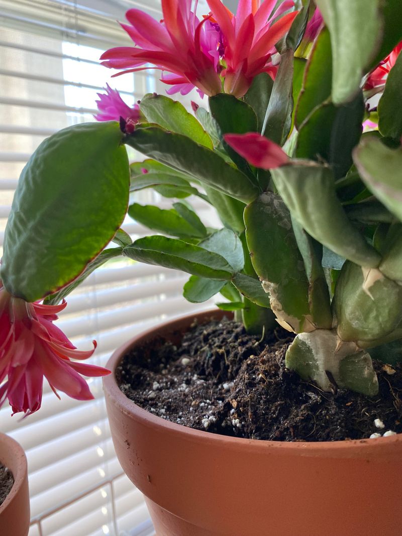 Bright Indirect Light Builds Strong Blooms