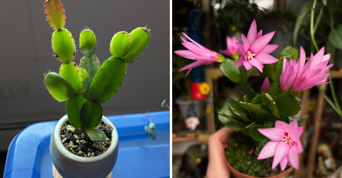 easter cactus