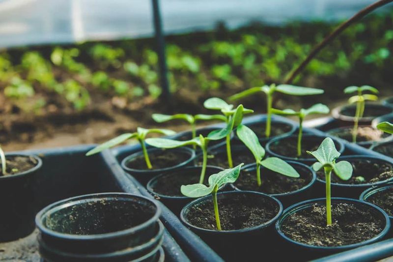 Cucumber (Cucumis Sativus)