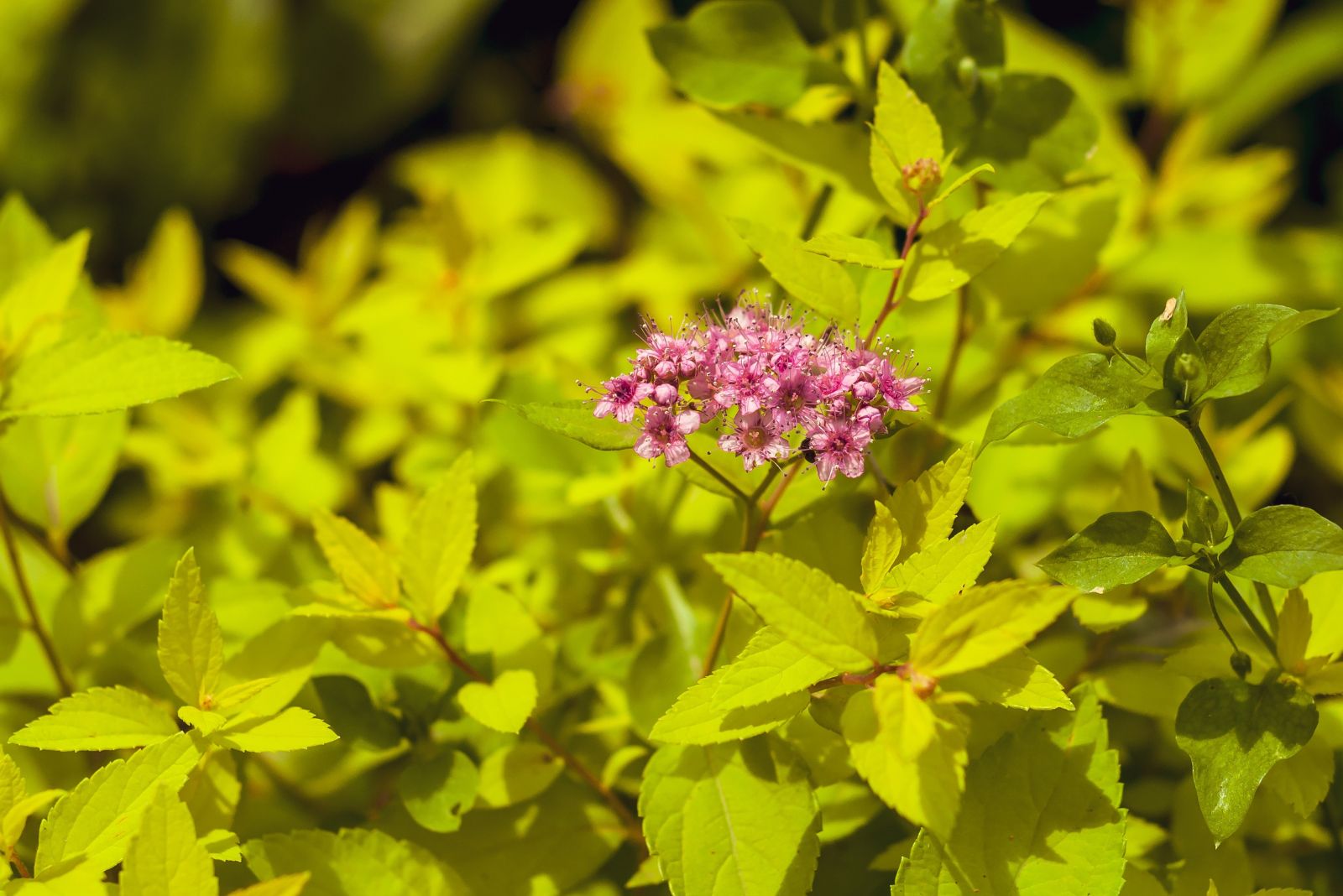 Gold Mound Spirea
