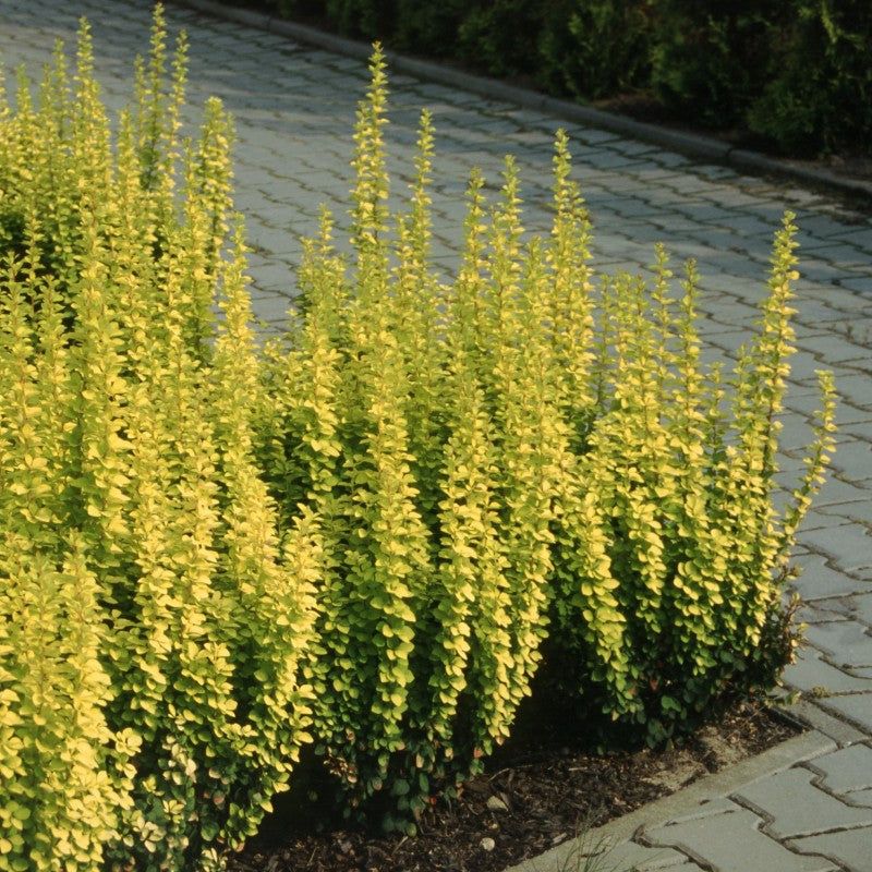 Golden Barberry
