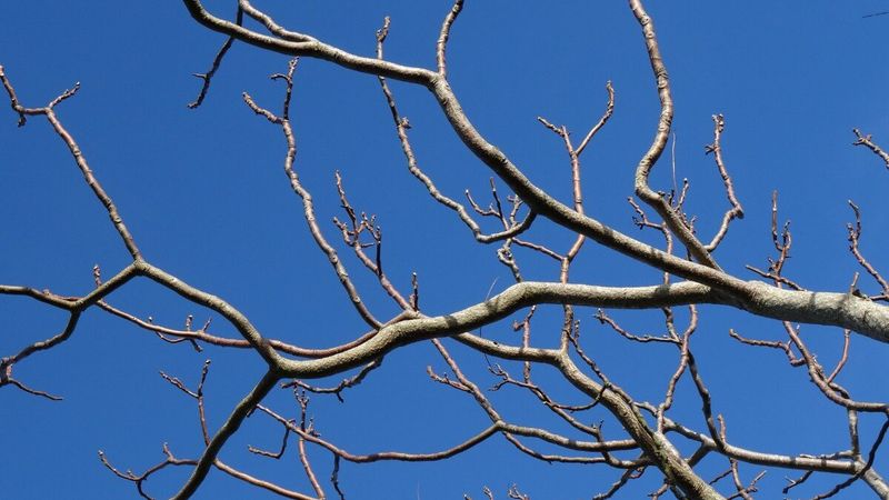 Stems And Branches Remain Brittle Or Shatter Easily