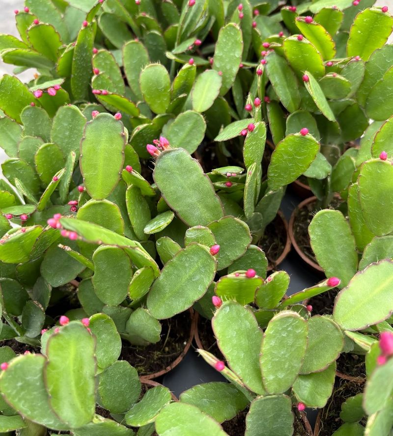 New Growth Is Sprouting Everywhere