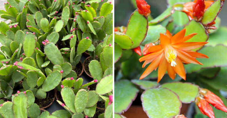 7 Signs Your Easter Cactus Is Ready To Move Outdoors In Georgia This Spring