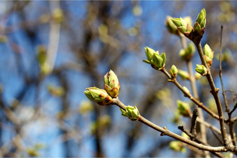 buds on branches
