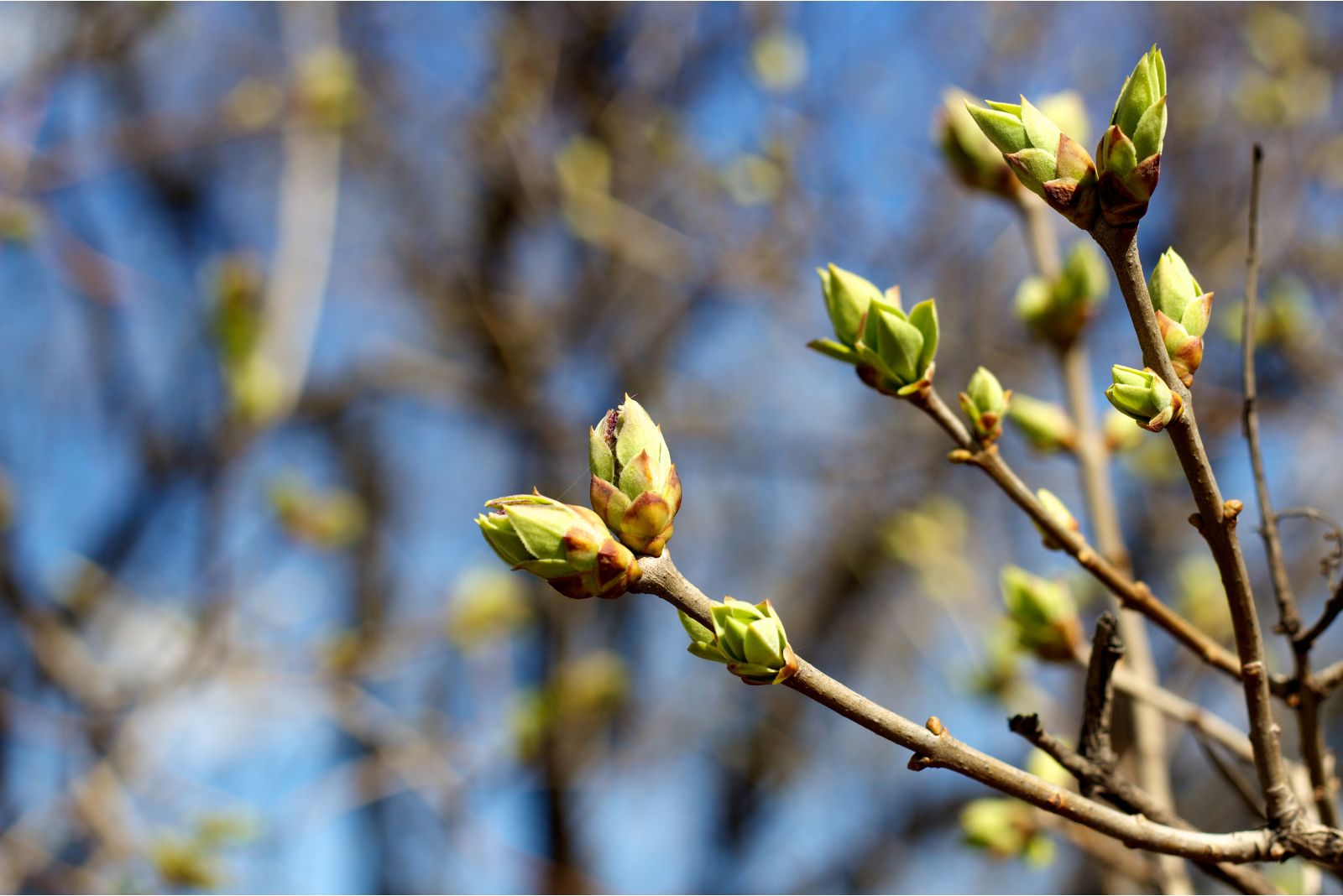 buds on branches