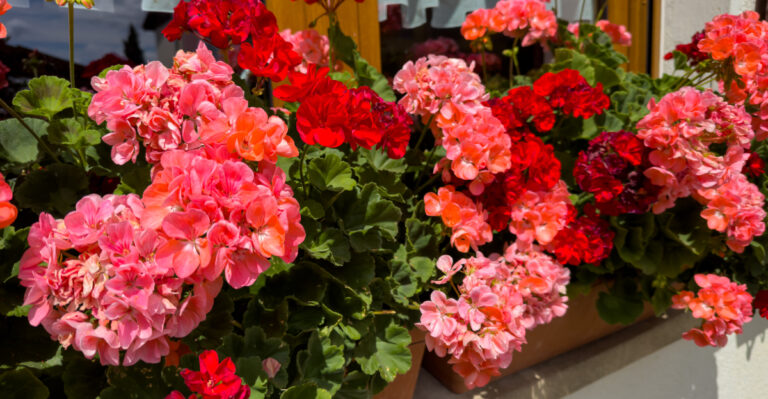 colorful geraniums