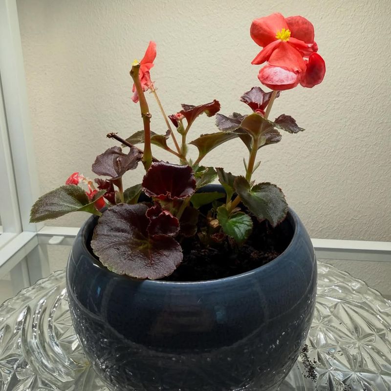 Place Begonias Where They Get Bright, Indirect Light