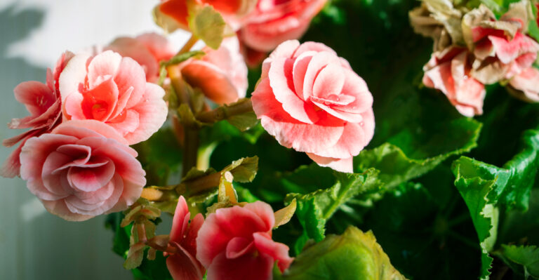 begonias (featured image)