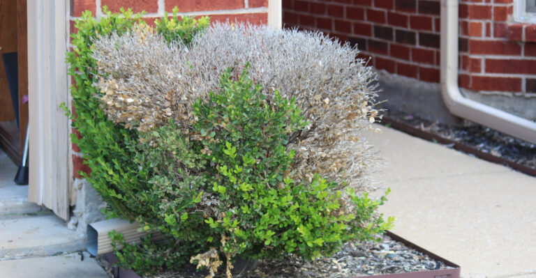 frost damaged shrub