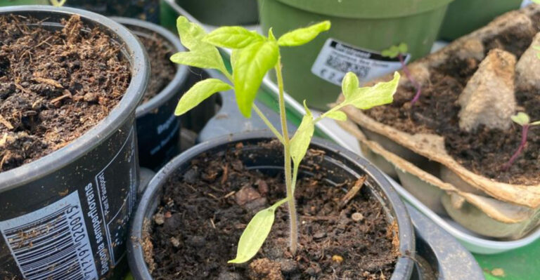 seedling in a pot
