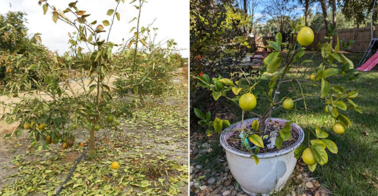 frost damaged citrus tree