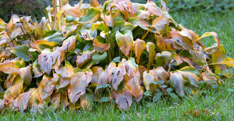 frost damaged hosta